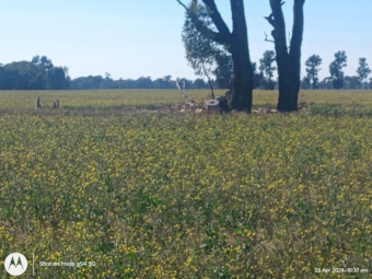 Canola Autumn Cut Soft Stem Haylage 