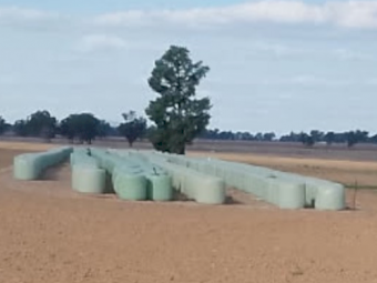 Canola Autumn Cut Soft Stem Haylage 