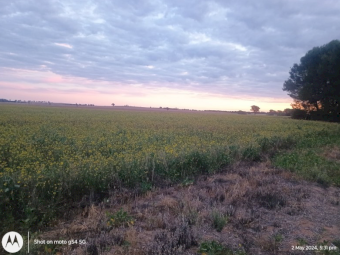 Canola Autumn Cut Soft Stem Haylage 