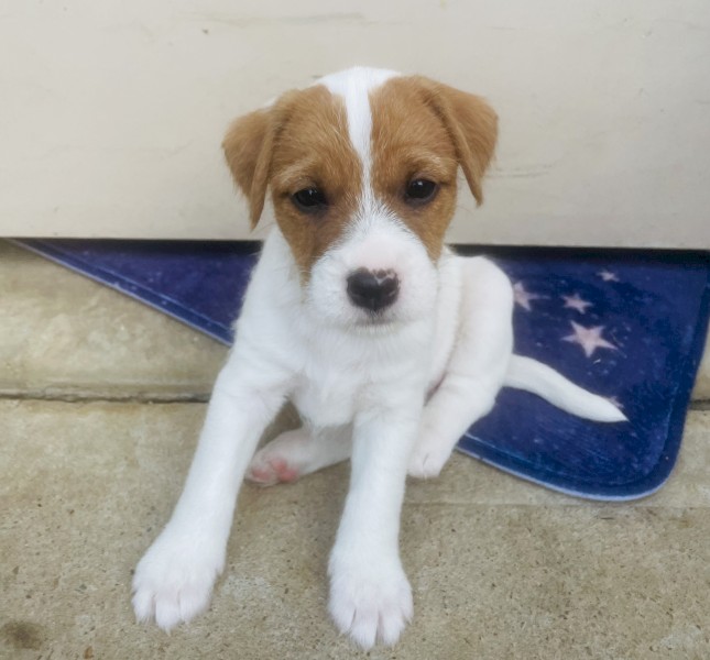 Parson Russell terrier Pup 