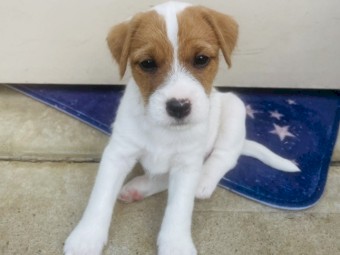 Parson Russell terrier Pup 