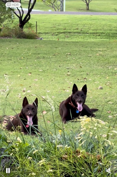 Beautiful Bonded Pair of Purebred Australian Kelpies – Jack & Jill