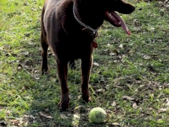Beautiful Bonded Pair of Purebred Australian Kelpies – Jack & Jill