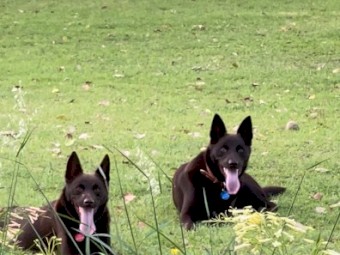 Beautiful Bonded Pair of Purebred Australian Kelpies – Jack & Jill