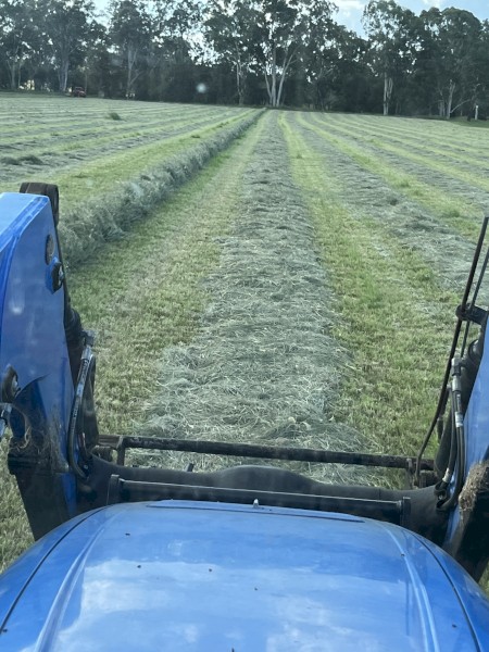 Irrigated Rhodes Grass Hay