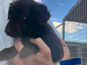 Border collie cross working dog pups 