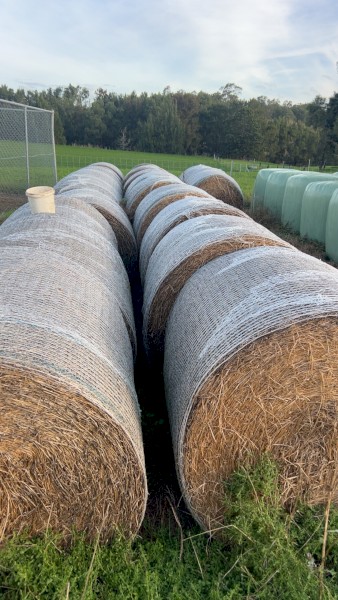 lucerne hay