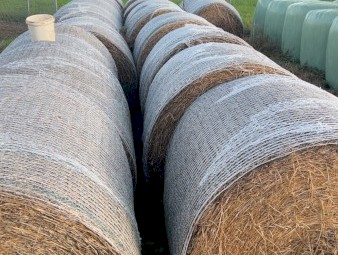 lucerne hay