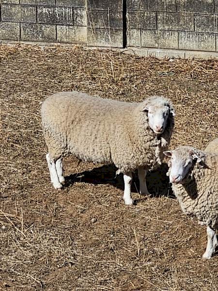 Dorset Stud Rams - x 3