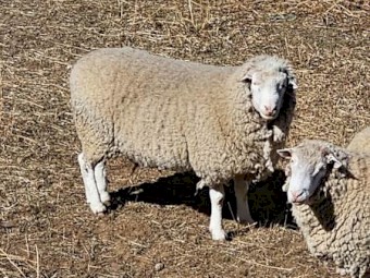 Dorset Stud Rams - x 3