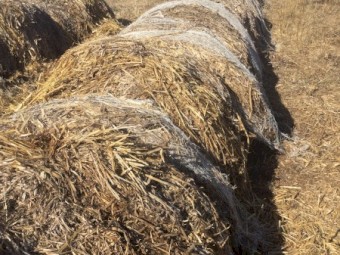Oaten Hay