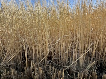 Rice Straw