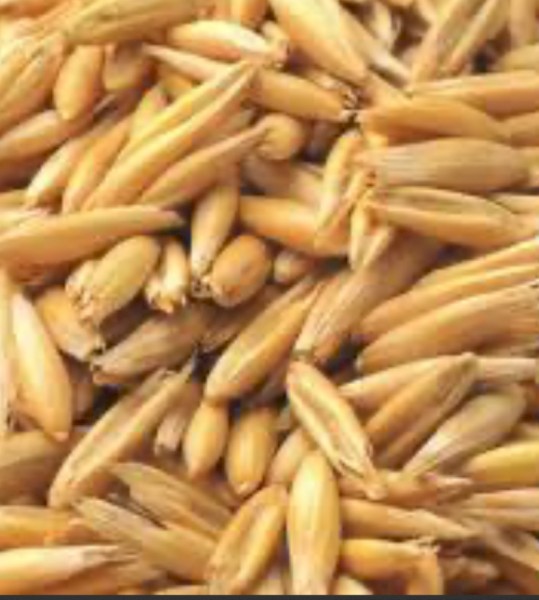 25mt Winteroo Oats