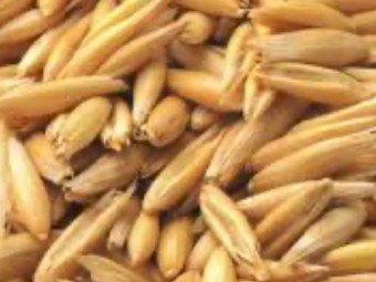 25mt Winteroo Oats