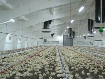 WANTED Broiler Poultry Farm for Lease – Australia