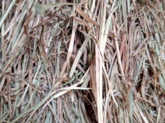 Grass Hay (x80)