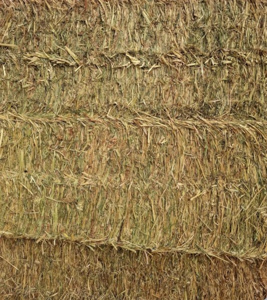 Forage Sorghum