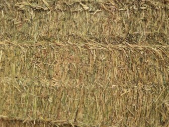 Forage Sorghum