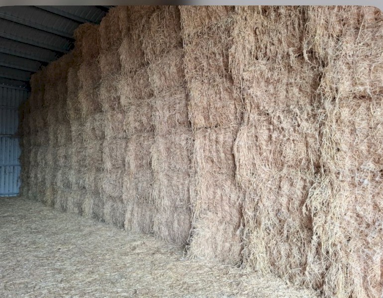 100 x Green Barley Hay 