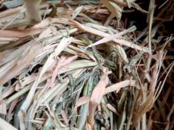 100 x Green Barley Hay 