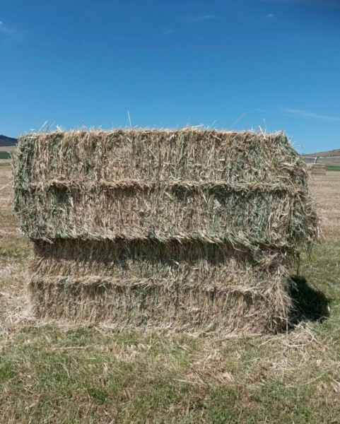 Millet Hay (COOMA, NSW)