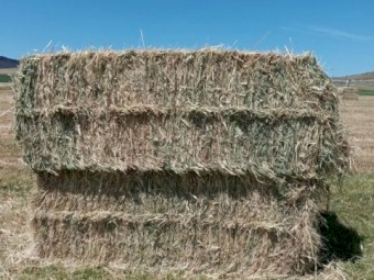 Millet Hay (COOMA, NSW)