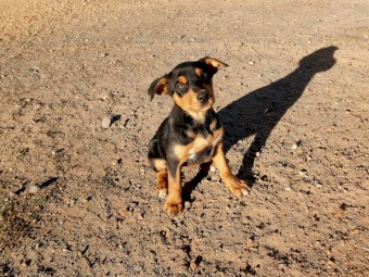 Black and Tan Female Kelpie, Karana/Koonama bloodlines