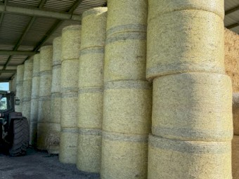 Triticale Header tailings 