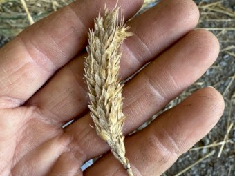 Triticale Header tailings 