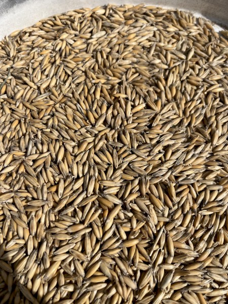 35mt Bannister Oats
