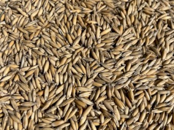 35mt Bannister Oats