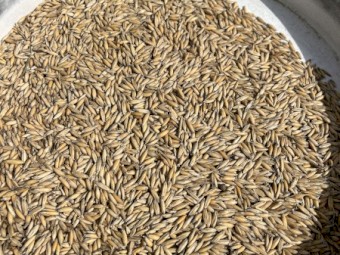 35mt Bannister Oats