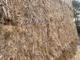 Old Season Barley Straw