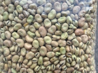 Bendoc beans