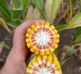 Feed Corn