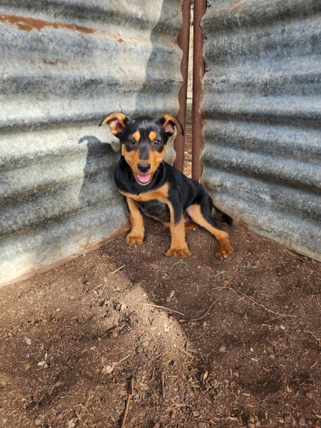 Kelpie Pups - Supreme Blood.
