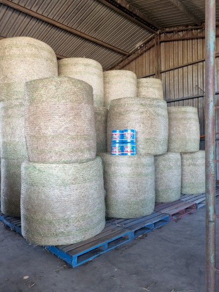Red and White Clover, Rye, Oats, Phalaris and Chickory Hay 5x5 Round Bales