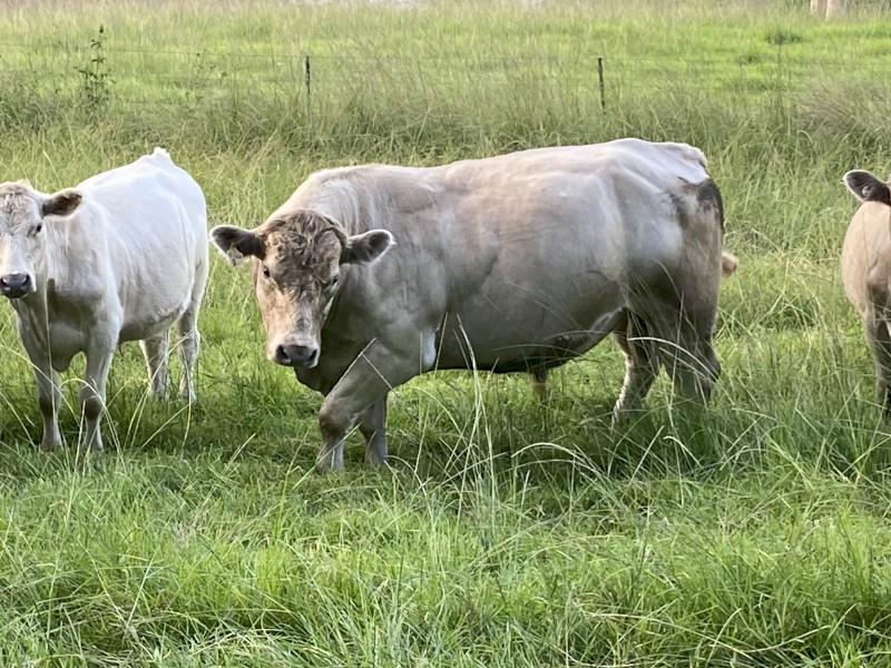 Murray Grey Bull 5yo