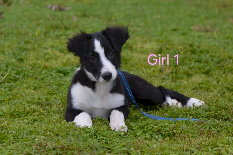 Purebred BORDER COLLIE - UK Sire