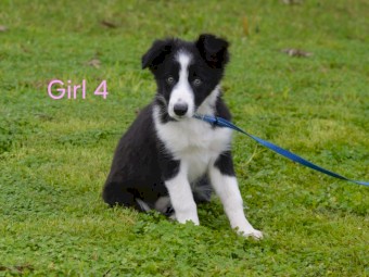 Purebred BORDER COLLIE - UK Sire