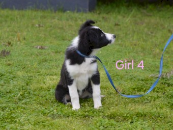 Purebred BORDER COLLIE - UK Sire