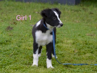 Purebred BORDER COLLIE - UK Sire