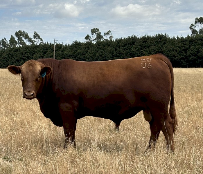 Registered Red Angus Bull