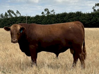 Registered Red Angus Bull