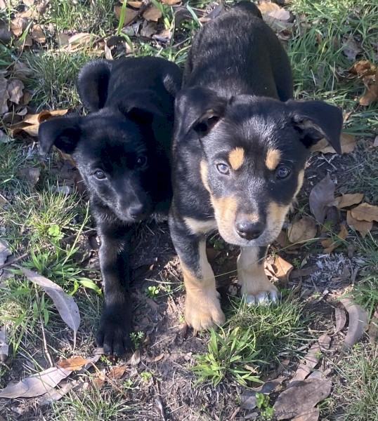 Kelpie puppies