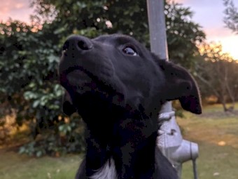 Kelpie puppies
