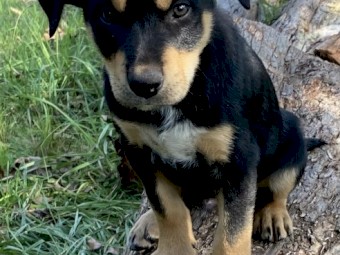 Kelpie puppies