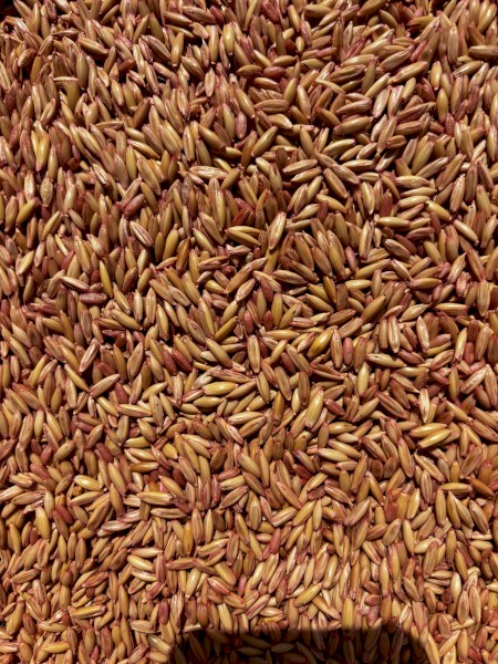 1.5mt Yallara Oat Seed