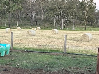  Shedded new season  Bluegrass Pasture Hay 4^4 