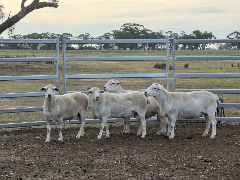 Australian White Flock Rams 